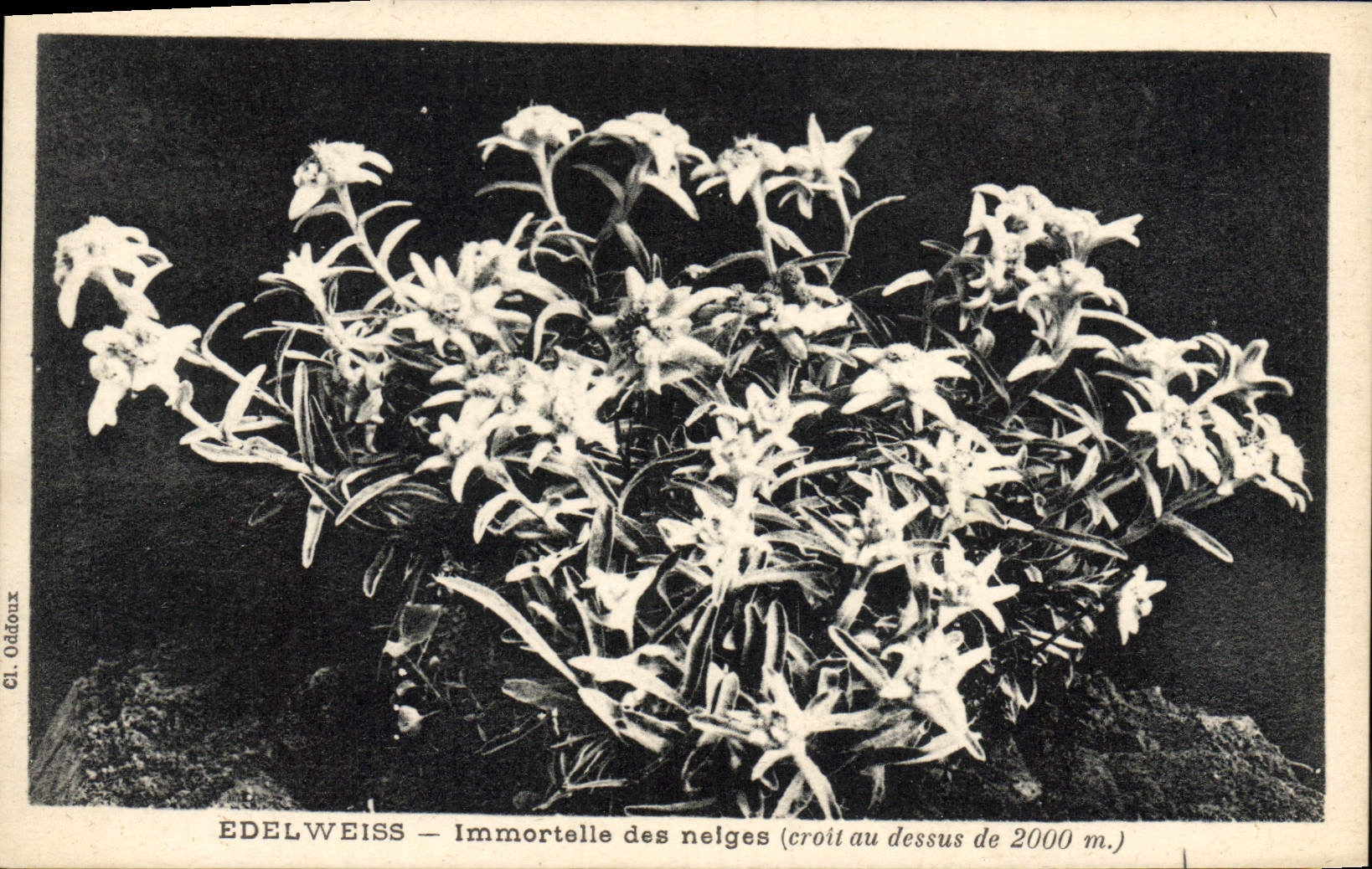 CPA Fantaisie Fleurs Edelweiss Immortelle des neiges