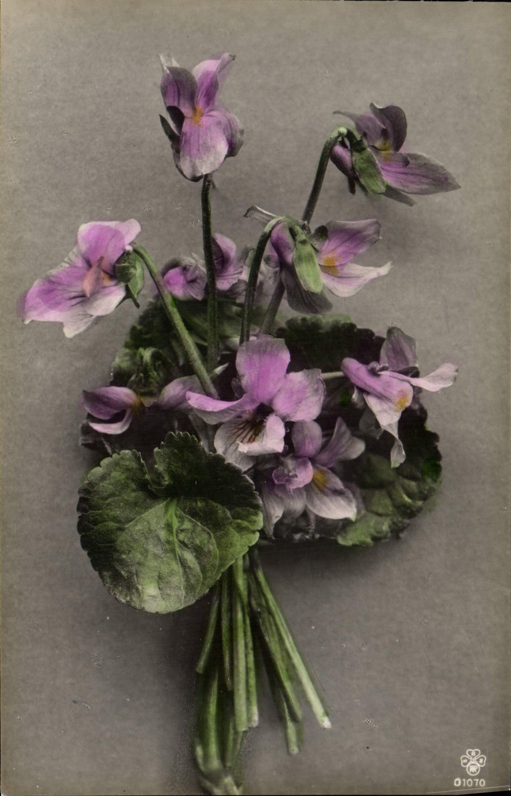 Flores de la fantasía de la POSTAL de la VENDIMIA