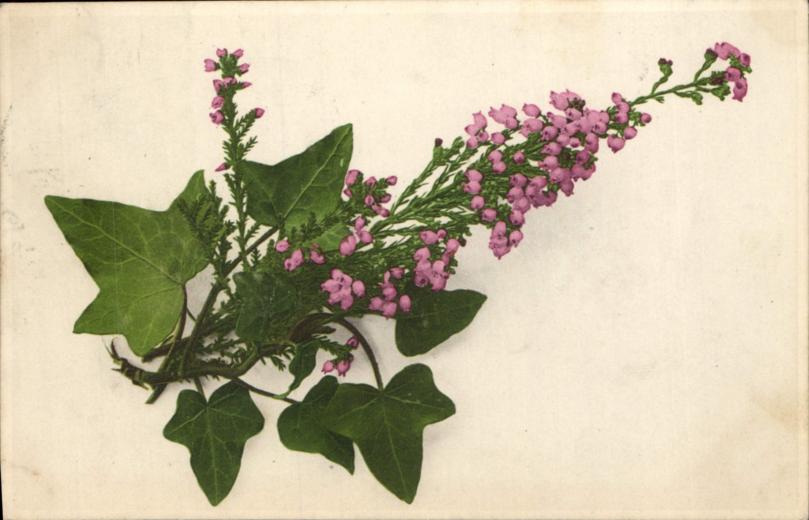 Flores de la fantasía de la POSTAL de la VENDIMIA