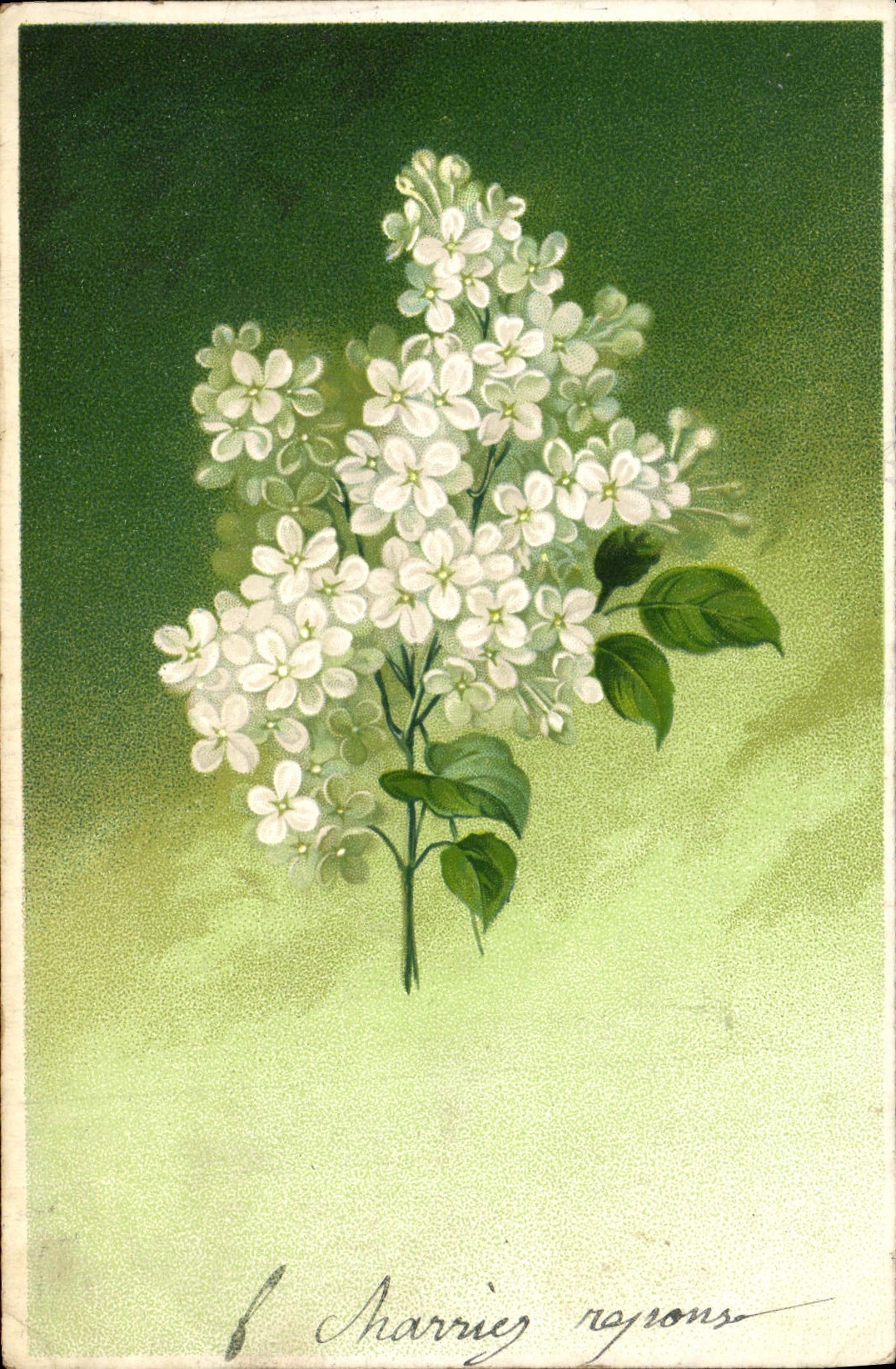 Flores de la fantasía de la POSTAL de la VENDIMIA