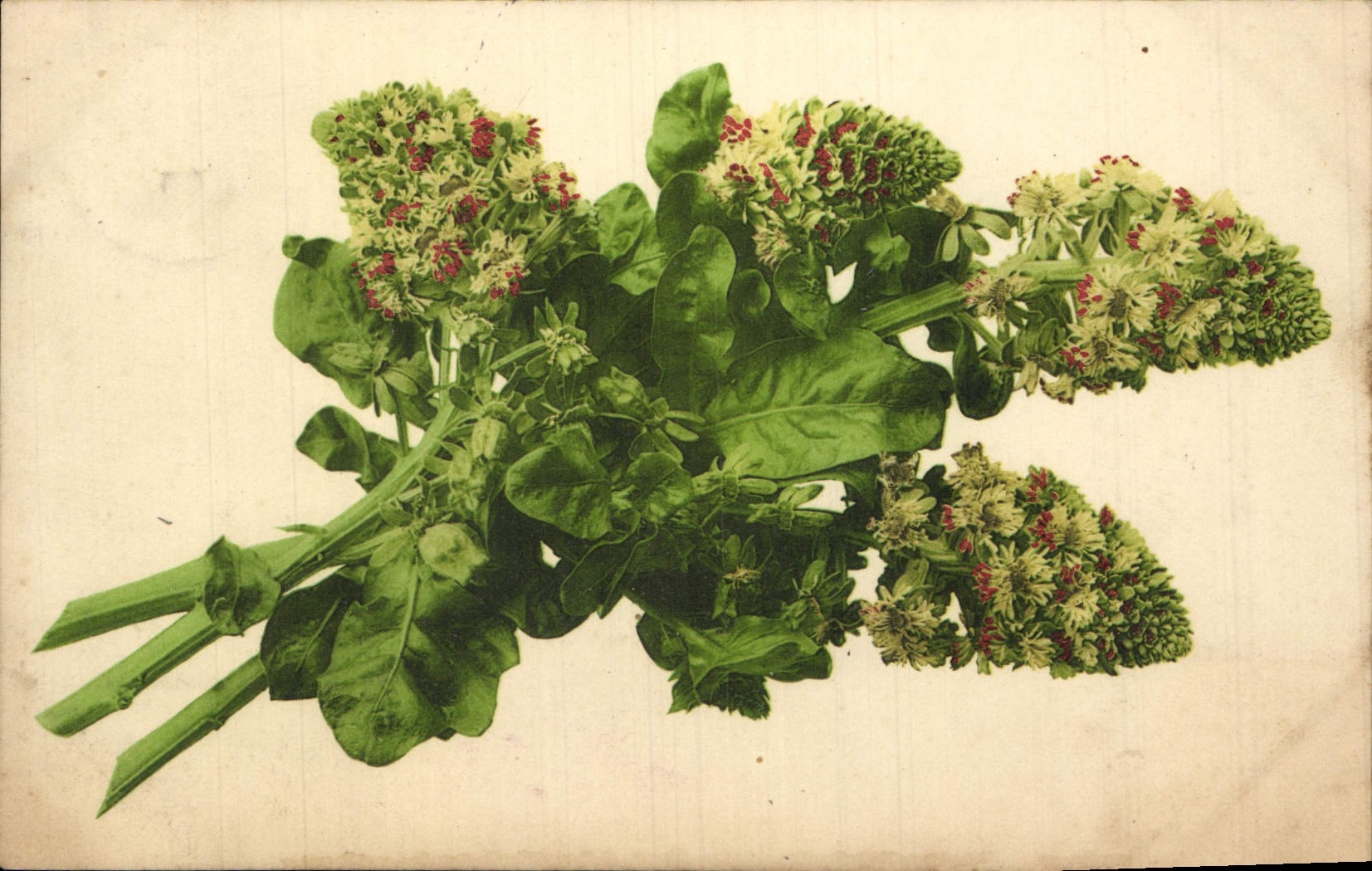 Flores de la fantasía de la POSTAL de la VENDIMIA