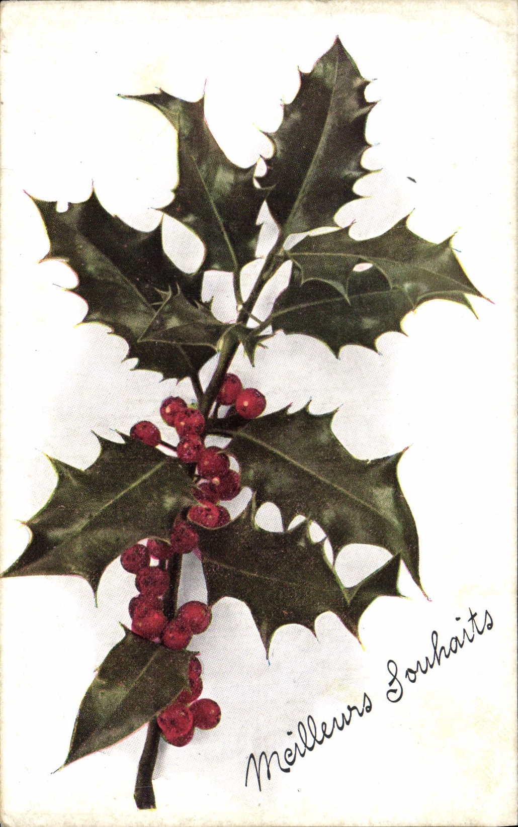 Flores de la fantasía de la POSTAL de la VENDIMIA