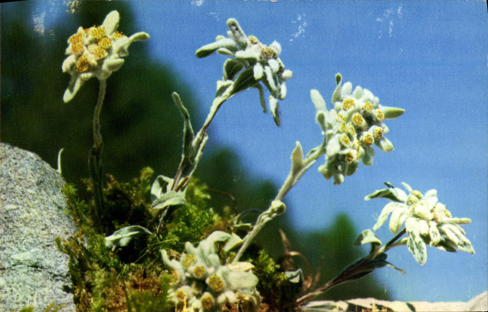 CPM Fantaisie Fleurs Edelweiss