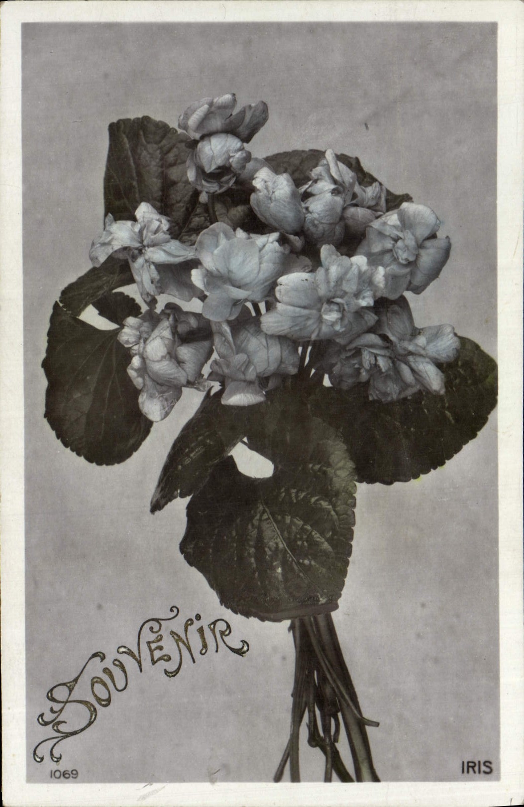 Flores de la fantasía de la POSTAL de la VENDIMIA