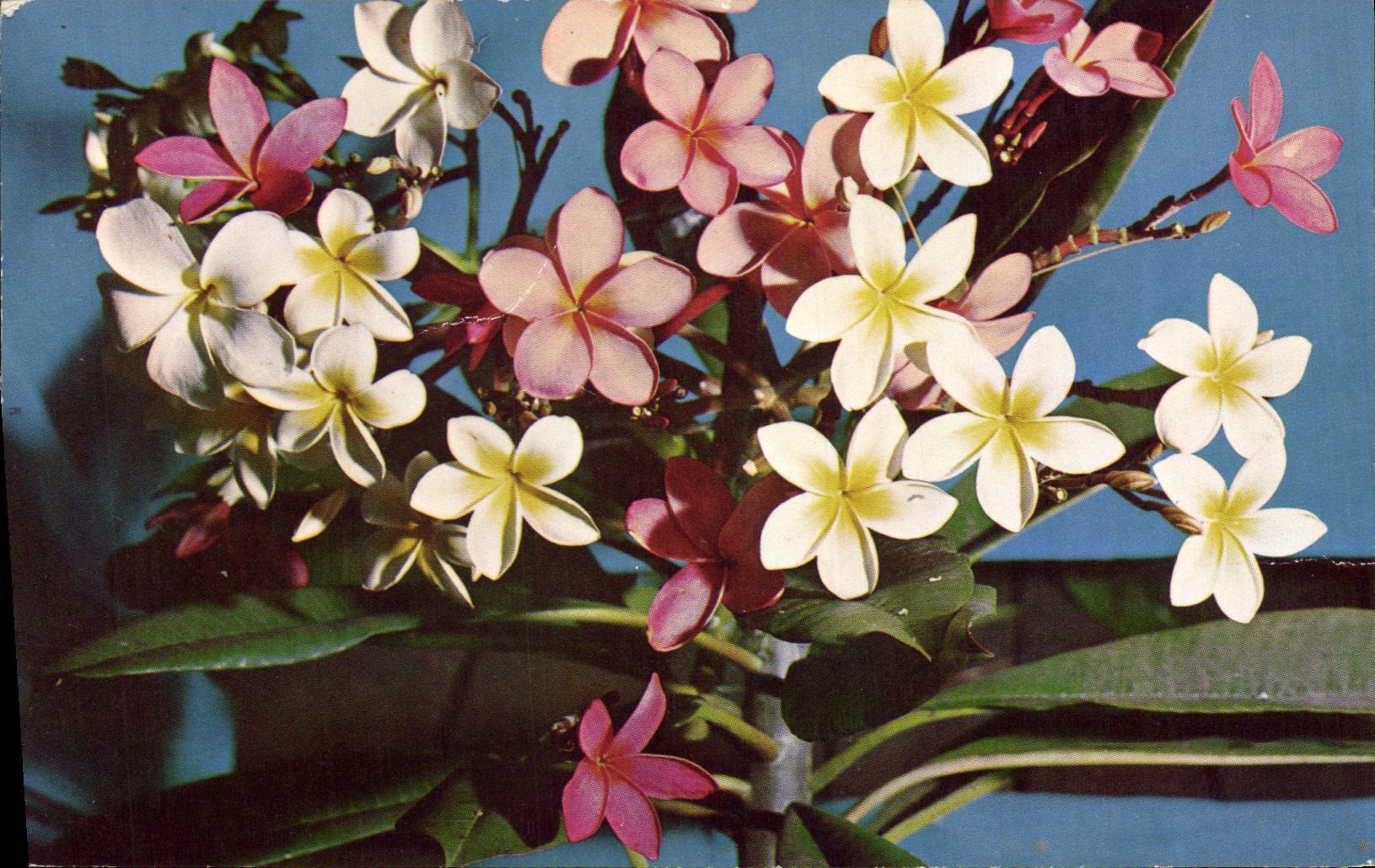 CPM Fantaisie Fleurs Principanier