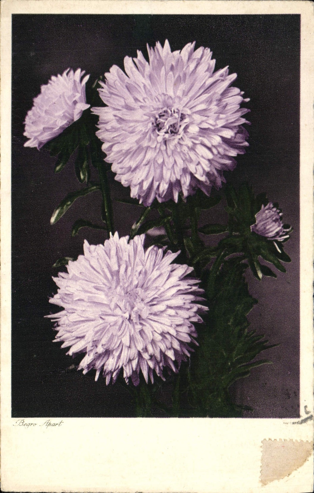 Flores de la fantasía de la POSTAL de la VENDIMIA