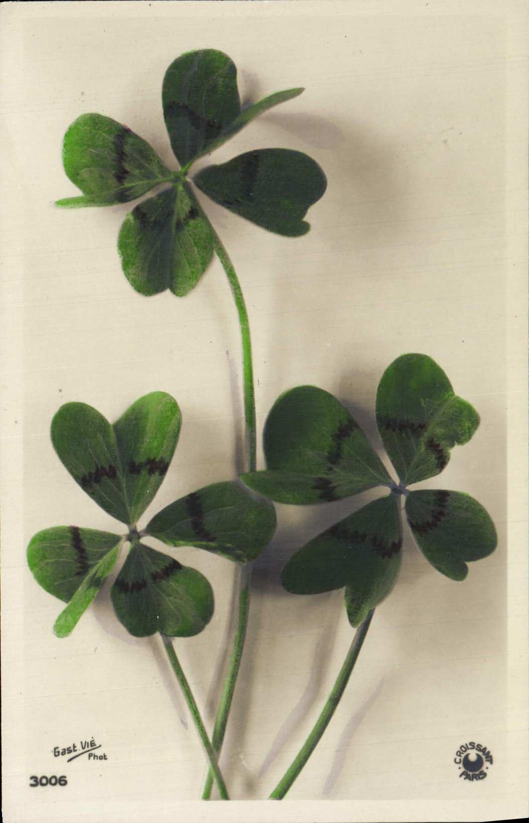 La fantasía de la POSTAL de la VENDIMIA florece el trébol