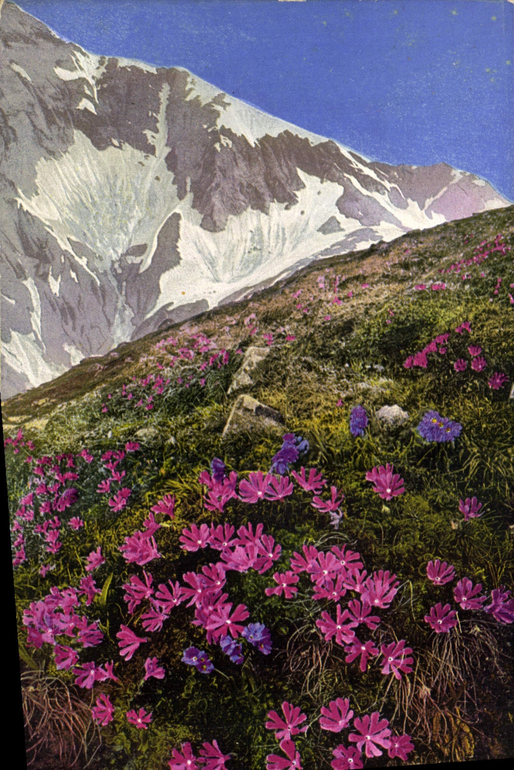 CPM Fantaisie Fleurs Primula minima Primula giutinosa