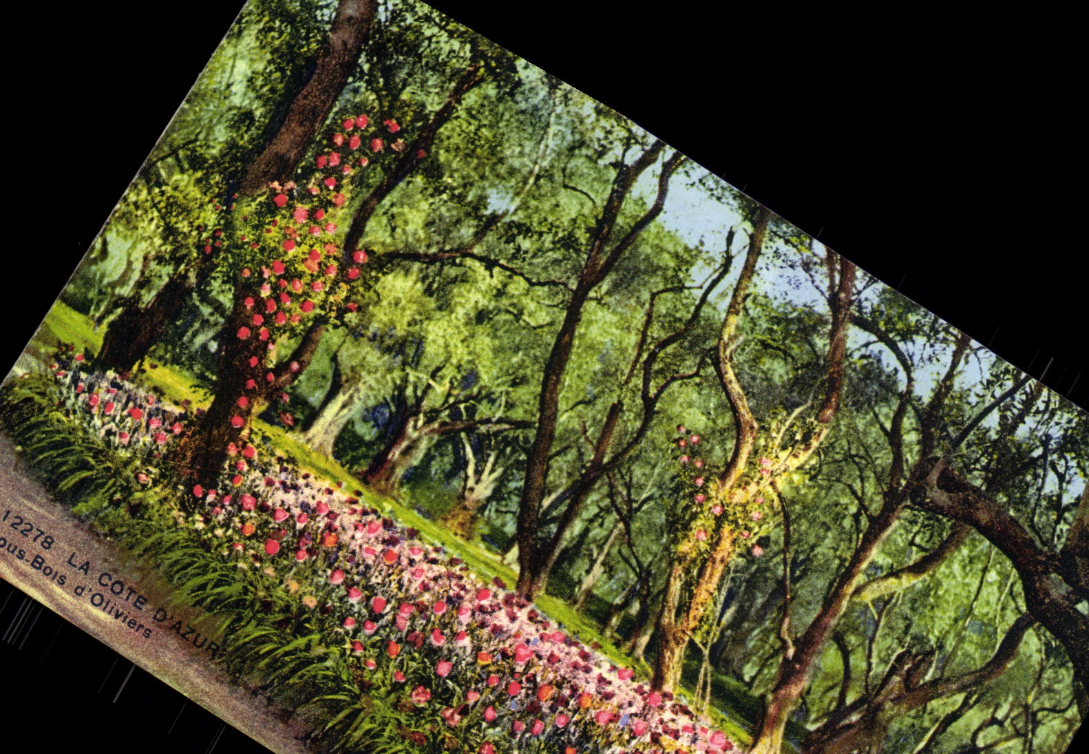 CPM Fantaisie Fleurs Sous bois d'oliviers