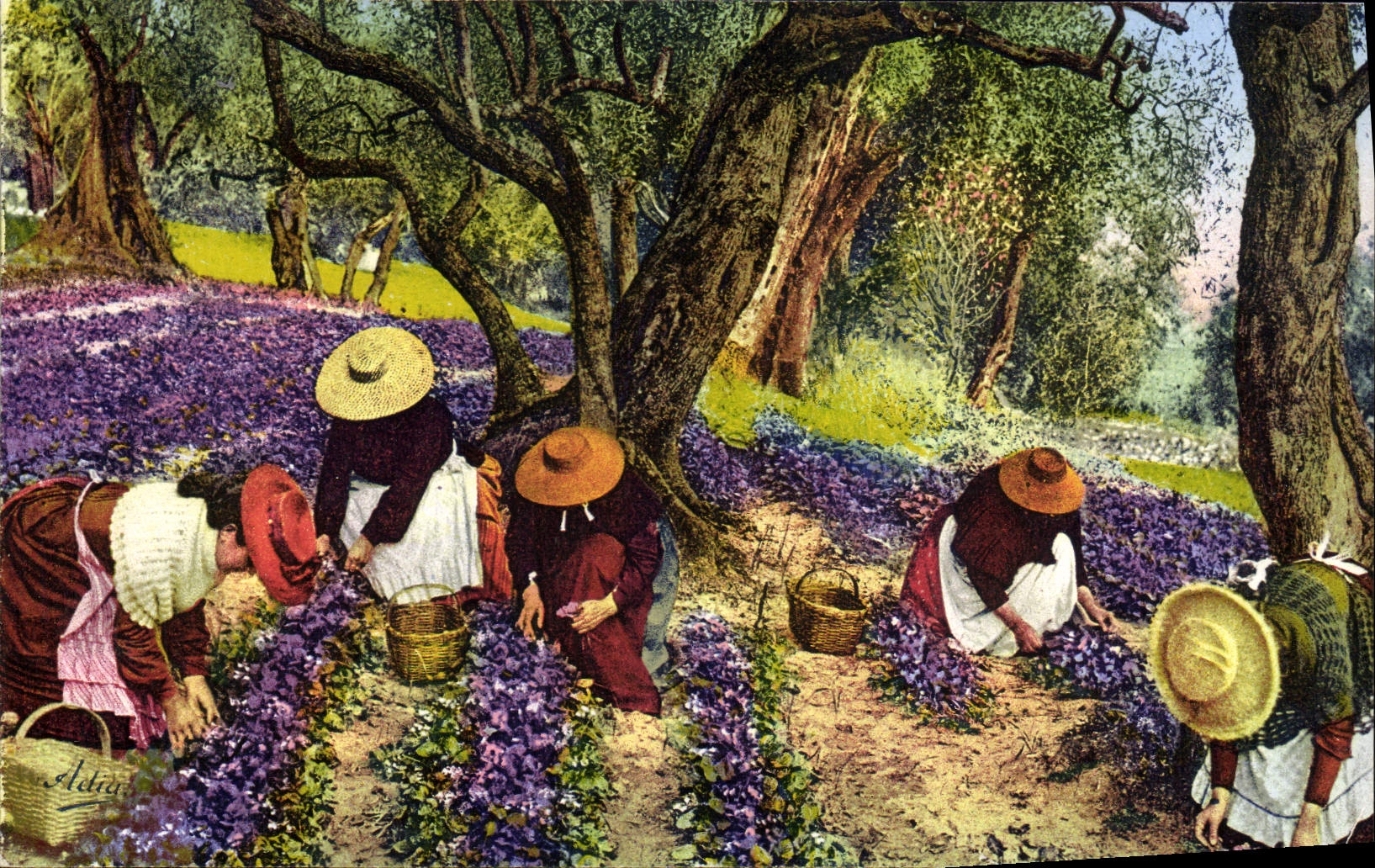 CPM Fantaisie Fleurs La cueillette des violettes