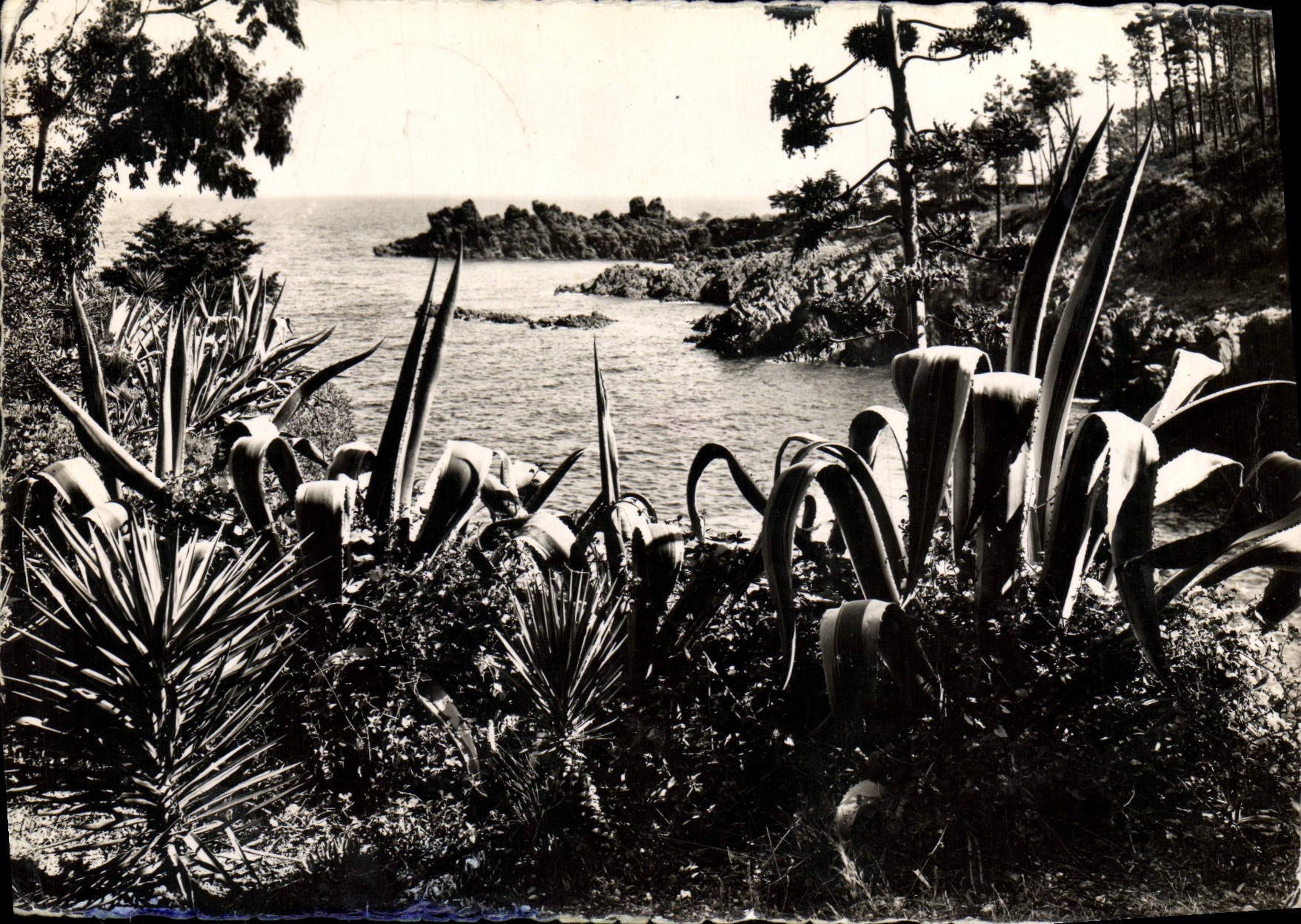 CPM Fantaisie Fleurs Vegetation tropicale