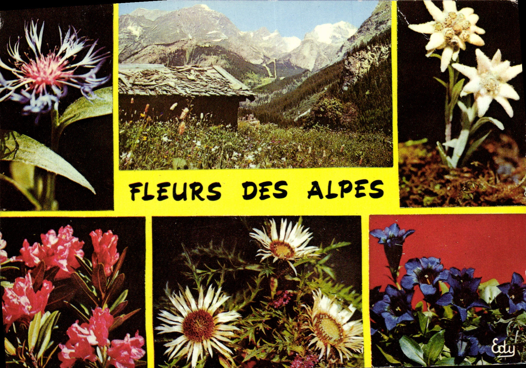 CPM Fantaisie Fleurs la centauree Edelweiss Chardon Blanc Gentiane