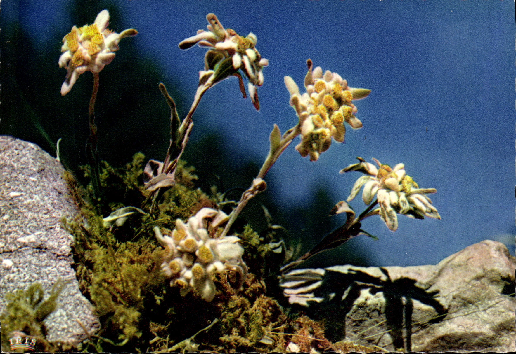 CPM Fantaisie Fleurs Edelweiss Leontopodium alpine