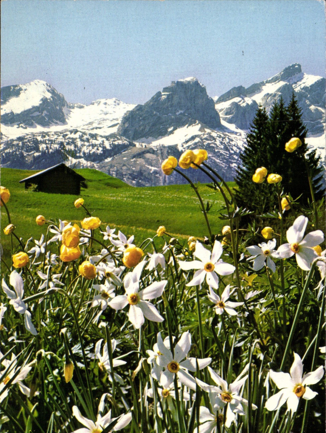 CPM Fantaisie Fleurs Narcisse des poete et Trolle d'Europe