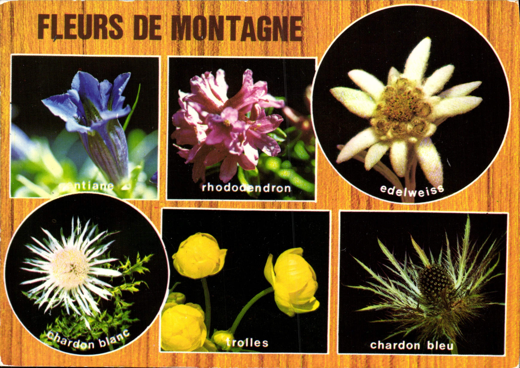 CPM Fantaisie Fleurs de montagne Chardon blanc Rhodendron Edelweiss Gentiane