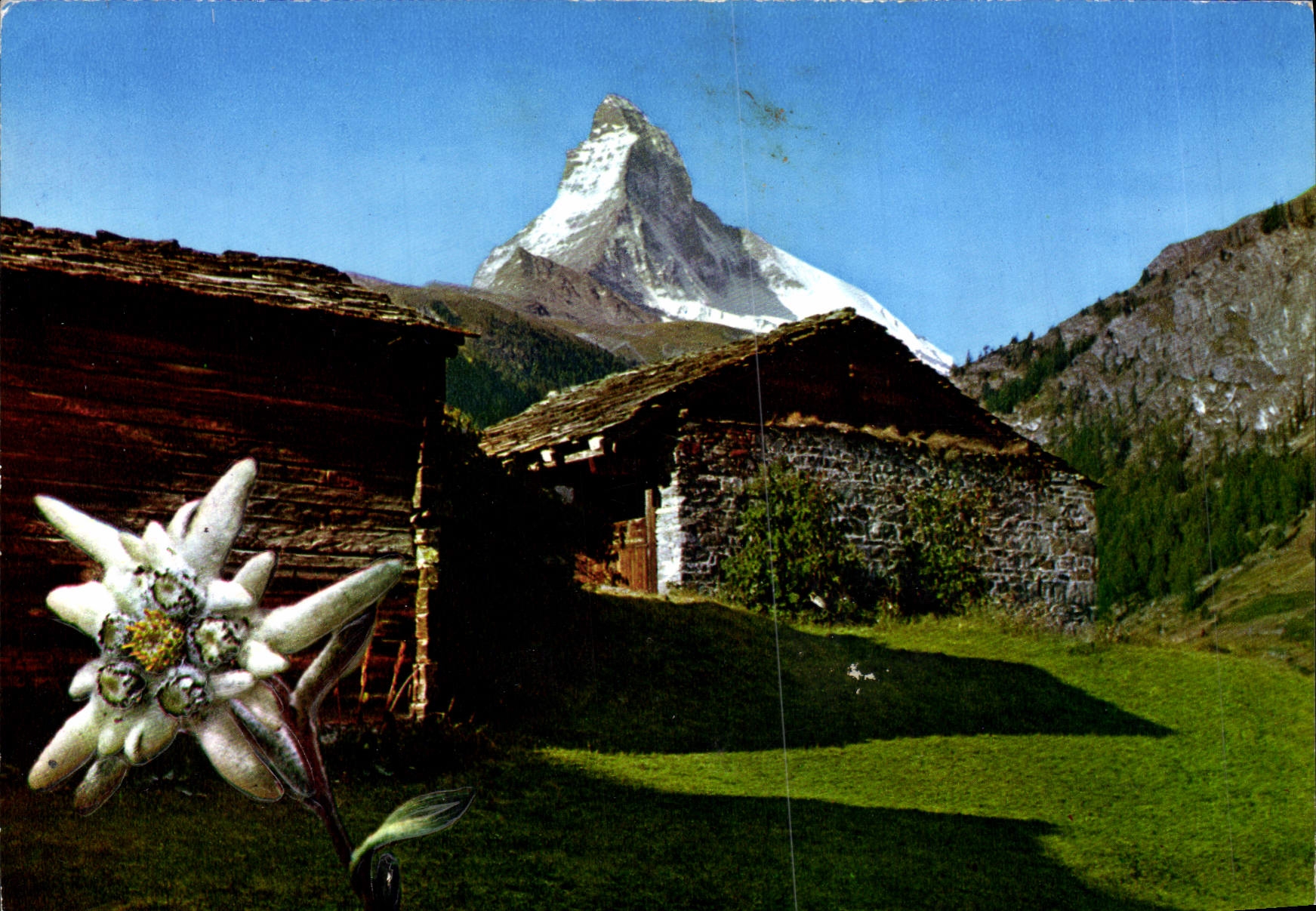 CPM Fantaisie Fleurs Edelxeiss