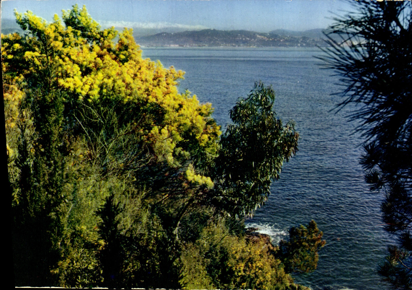 CPM Fantaisie Fleurs Mimosas en fleurs 