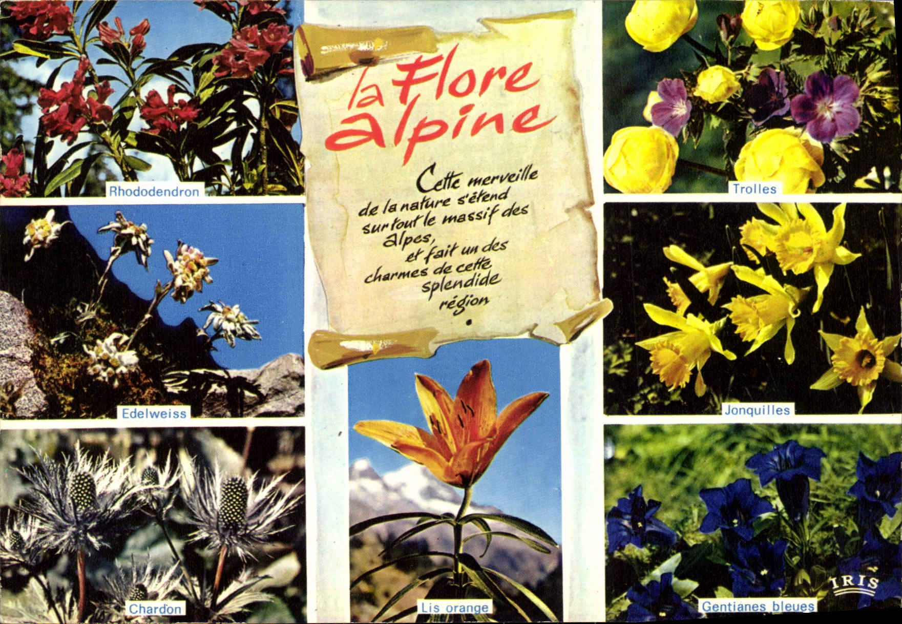 CPM Fantaisie Fleurs Rhodendron Edelweiss Chardon Trolles Lis orange Jonquilles Gentianes bleues