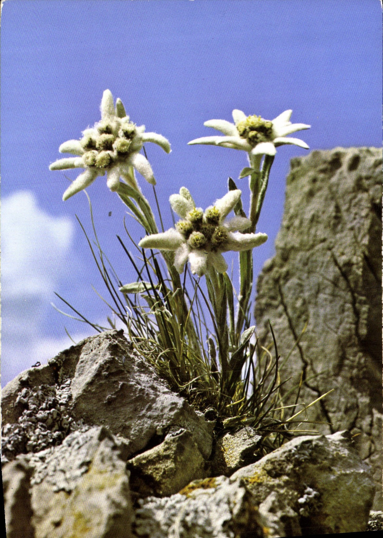 POSTAL MODERNA la fantasía florece Edelweiss