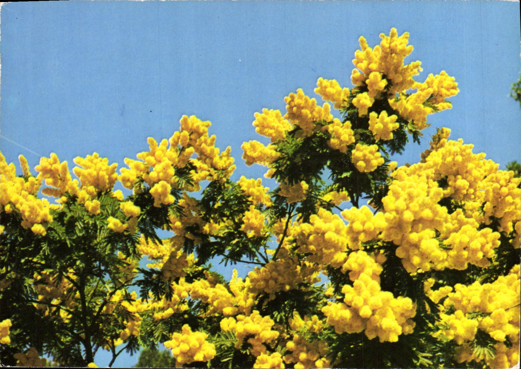 CPM Fantaisie Fleurs Mimosa