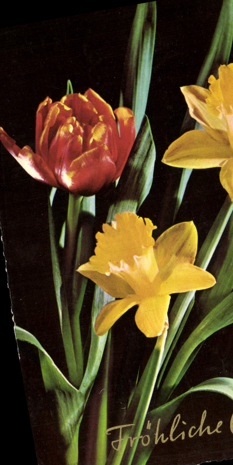 POSTAL MODERNA flores de la fantasía