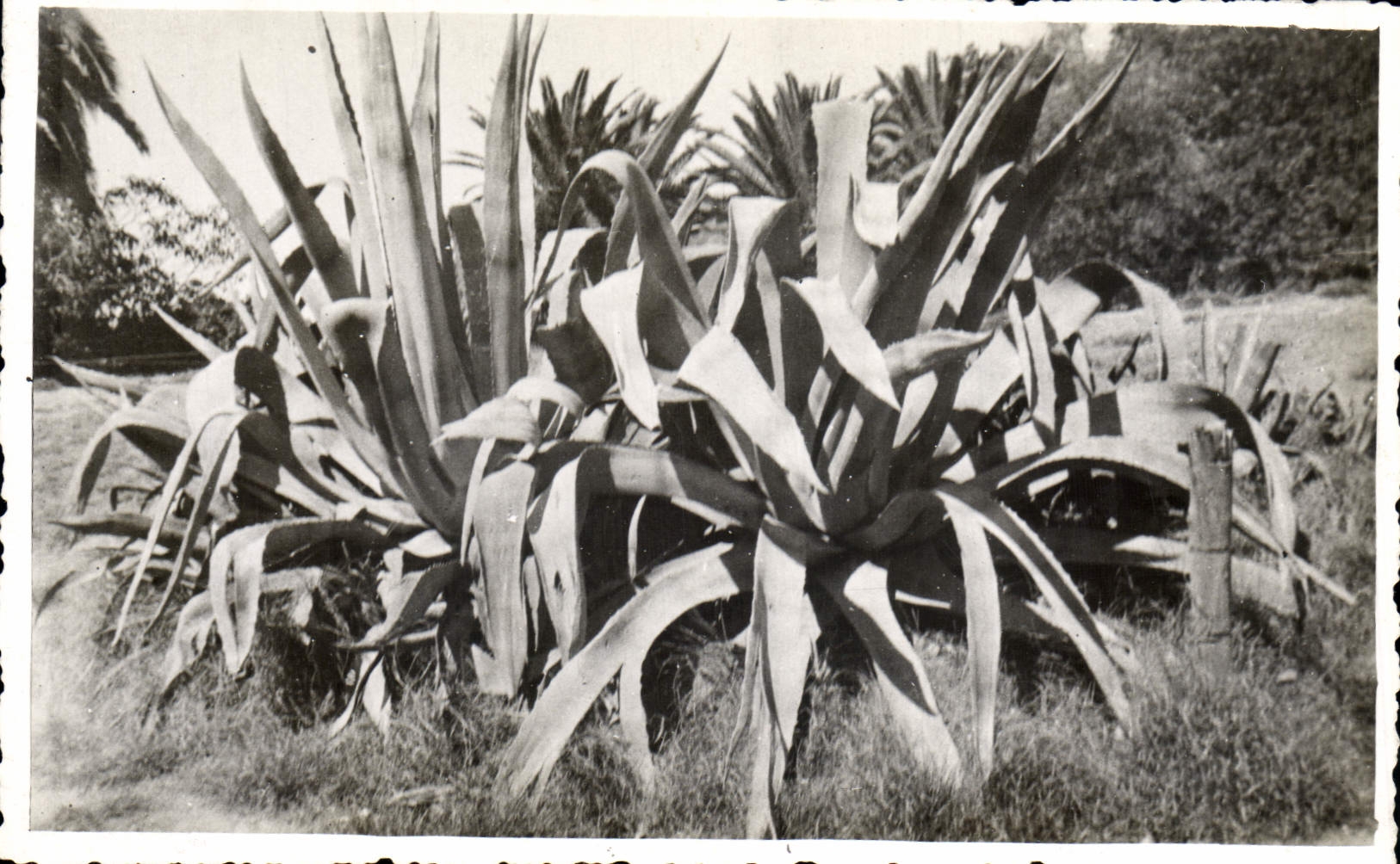 CPA Fantaisie Fleurs Agaves Belvedere 1933