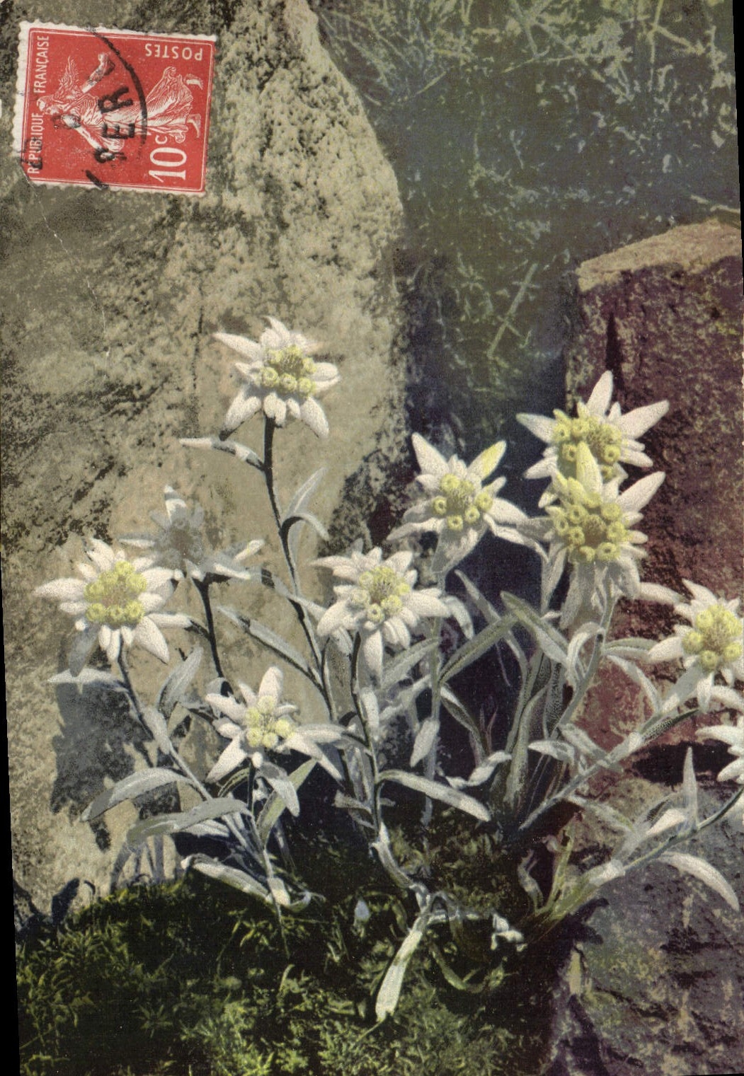 Flores de la fantasía de la POSTAL de la VENDIMIA