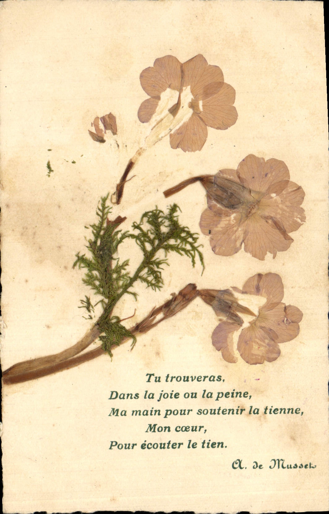 VINTAGE POSTCARD Fantasy Flowers sechees