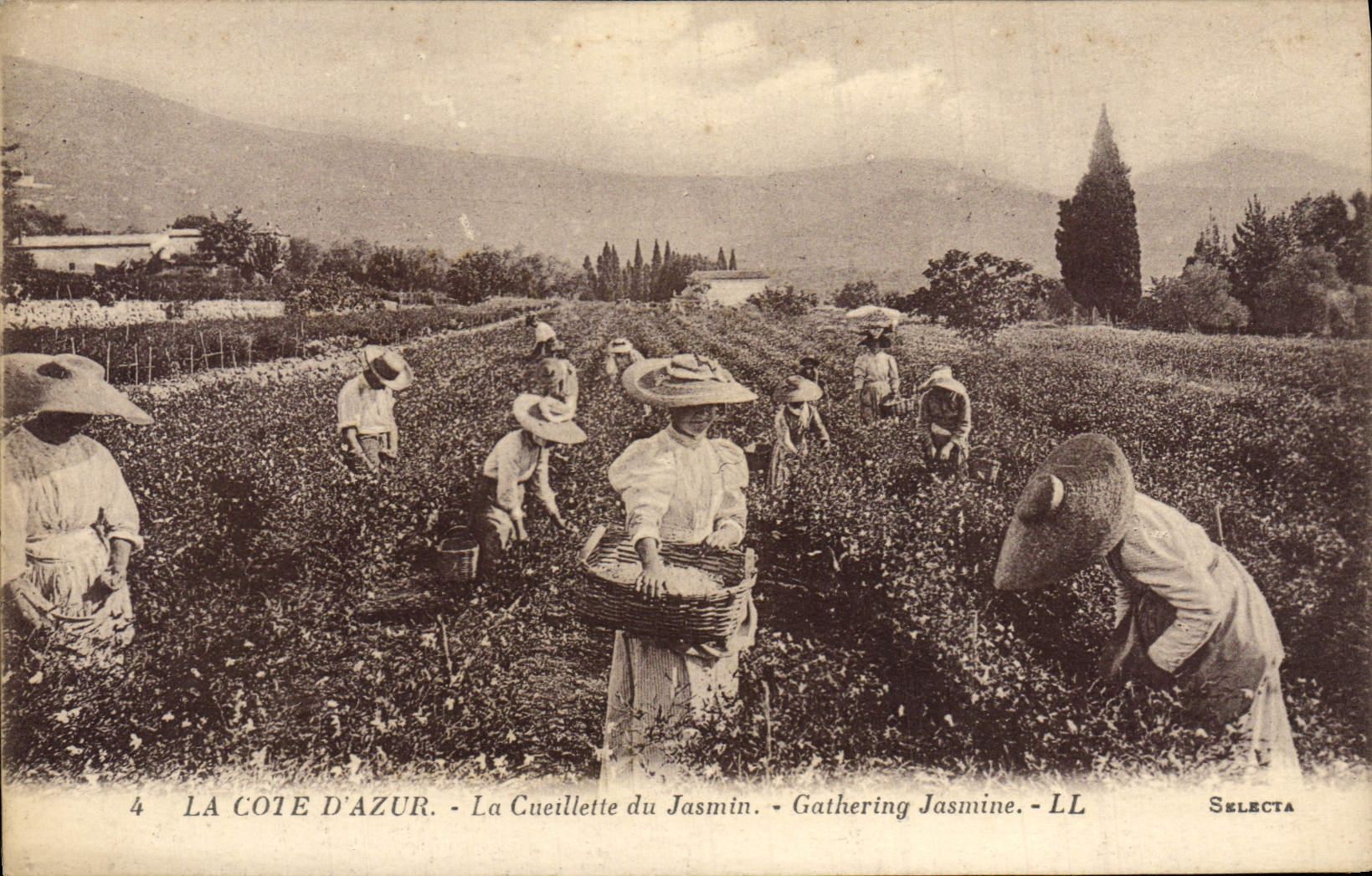 VINTAGE POSTCARD the Dimension of Azure the Gathering Of the Jasmine