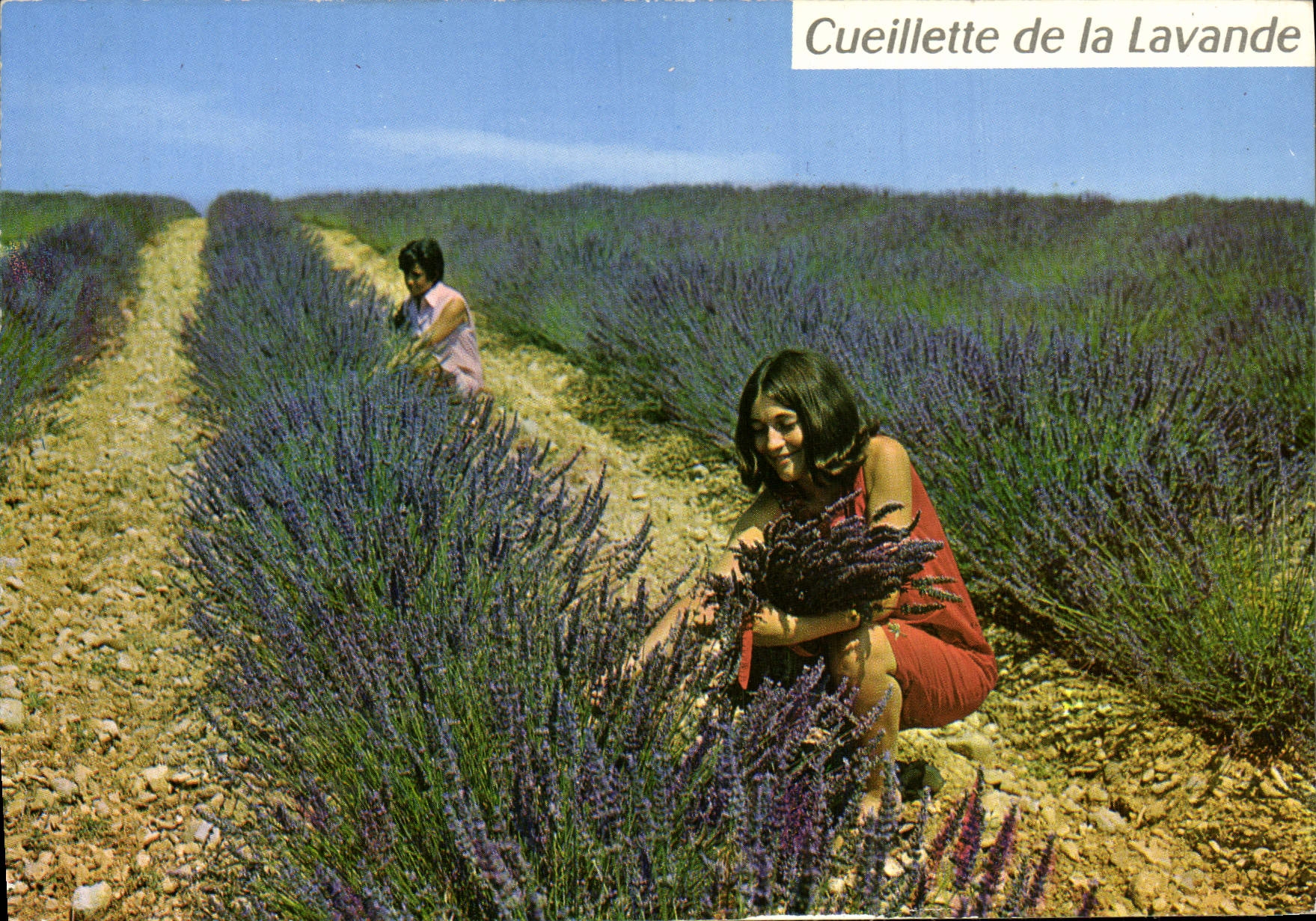 CPM Cueillette De La Lavande