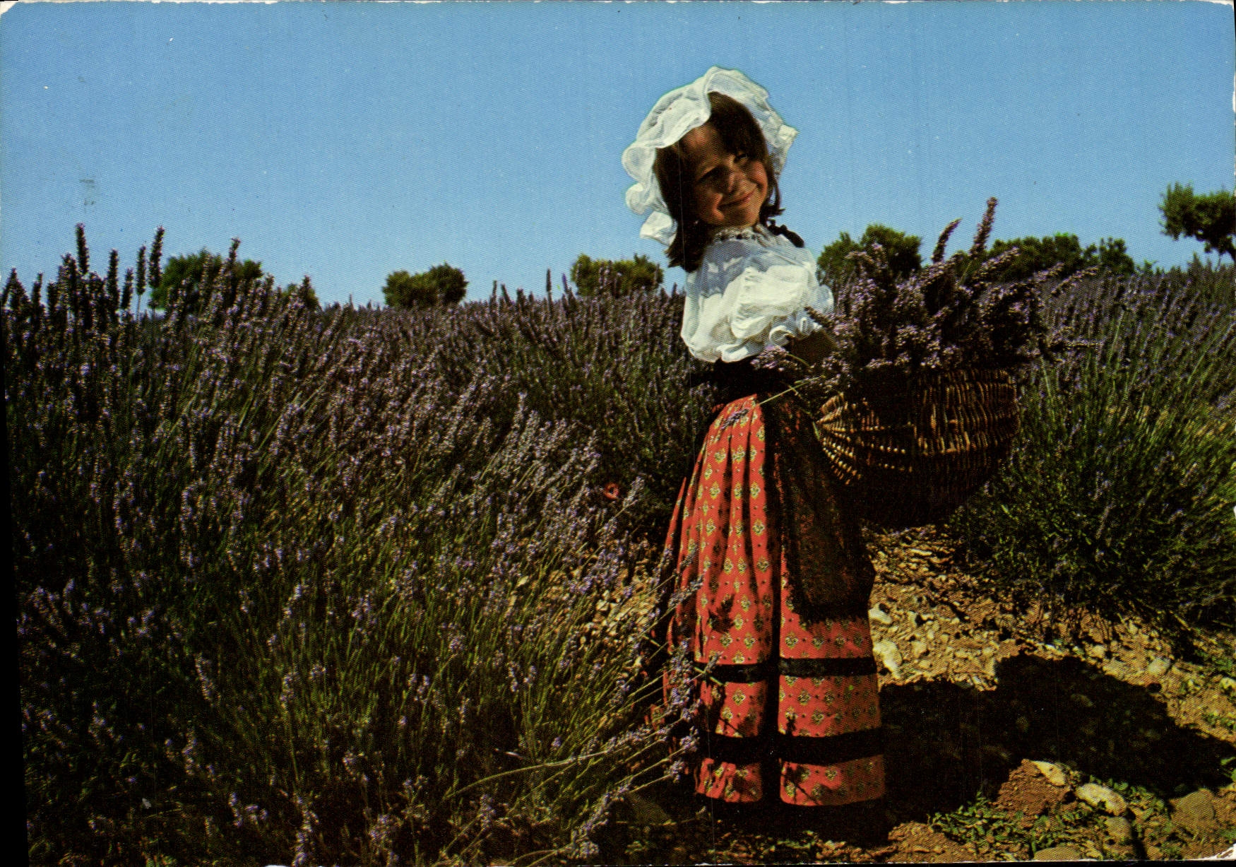 CPM La Lavande En Provence Enfant