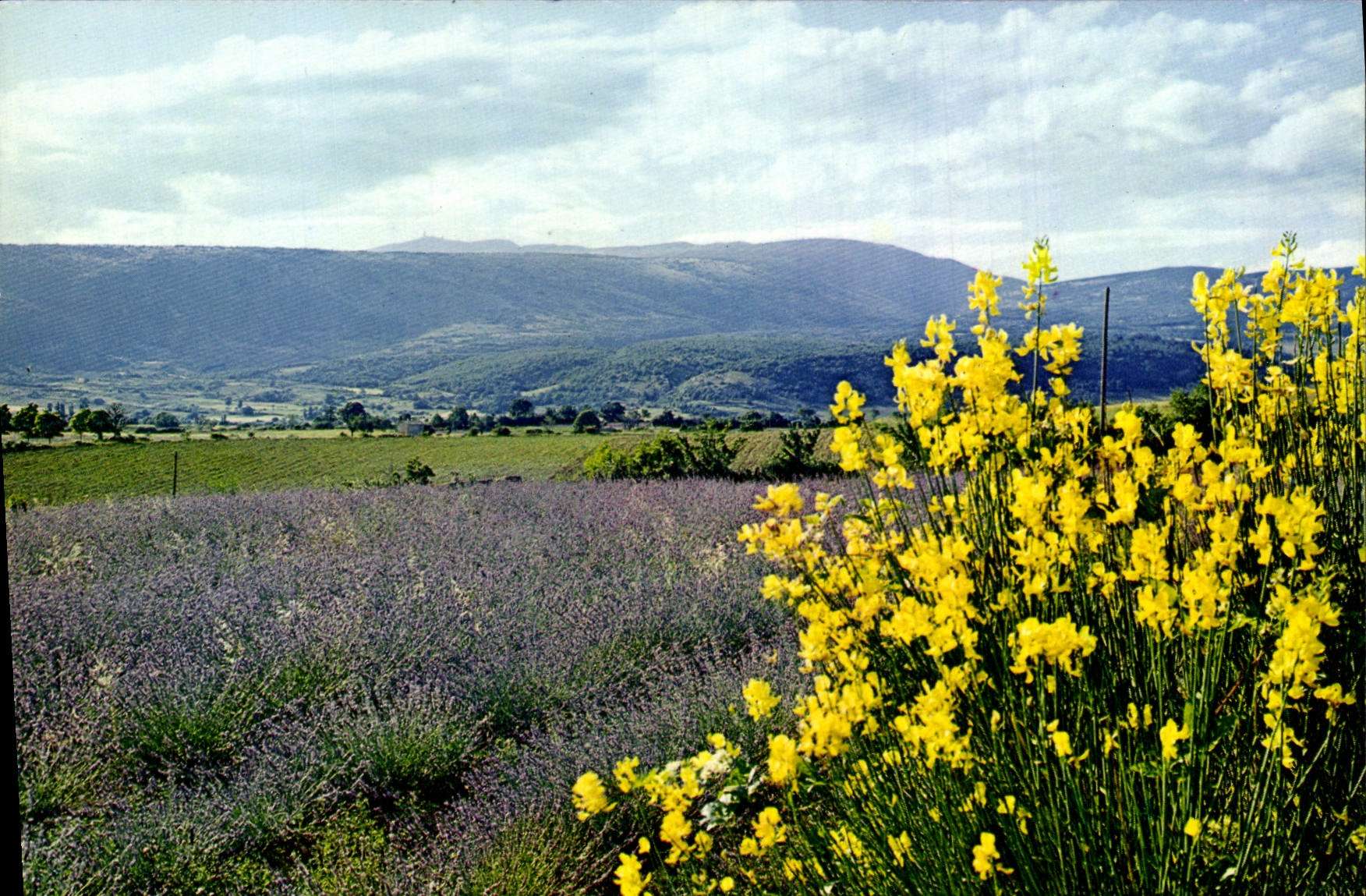 MODERN CARD In the middle of the Lavenders Scent