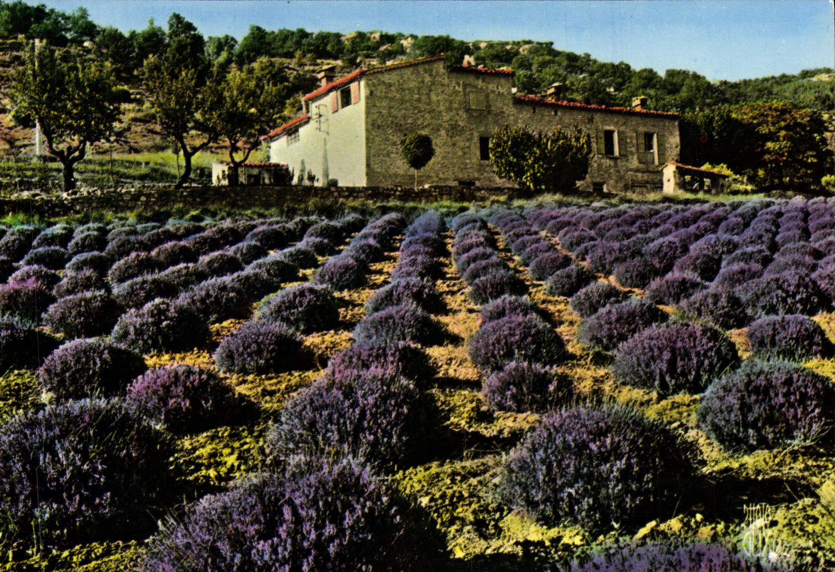 CPM Champ De Lavande Dans Les Alpes De Haute Provence