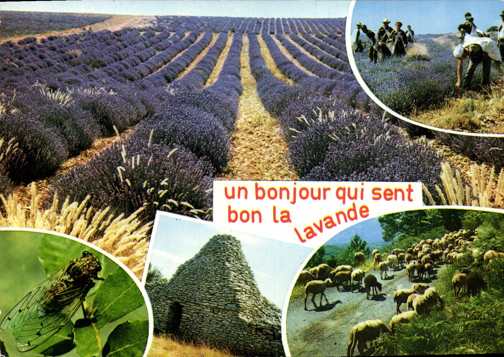 CPM	 An Bonjour Qui Sent Bon La Lavande