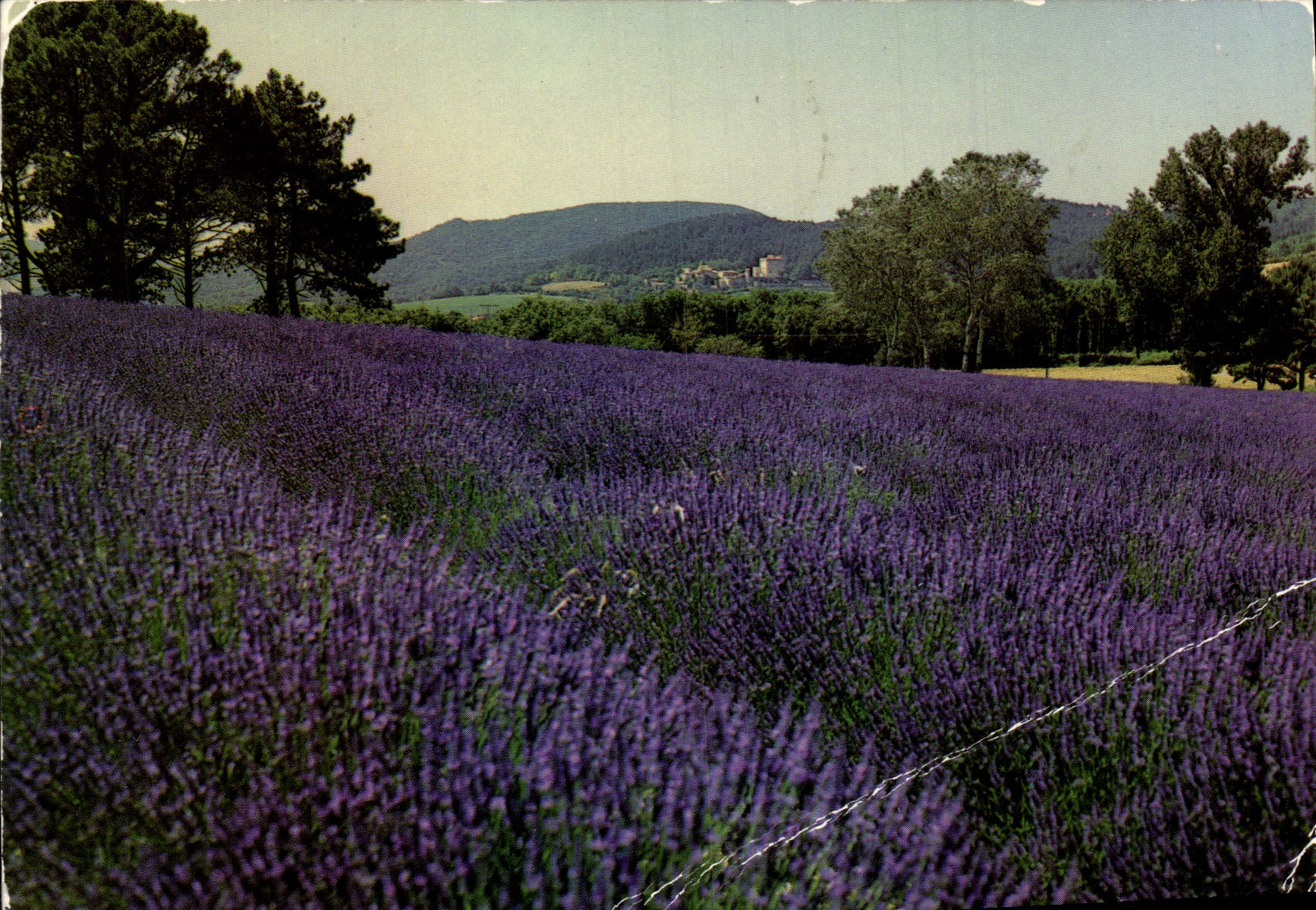 CPM Champ De Lavande En Provence
