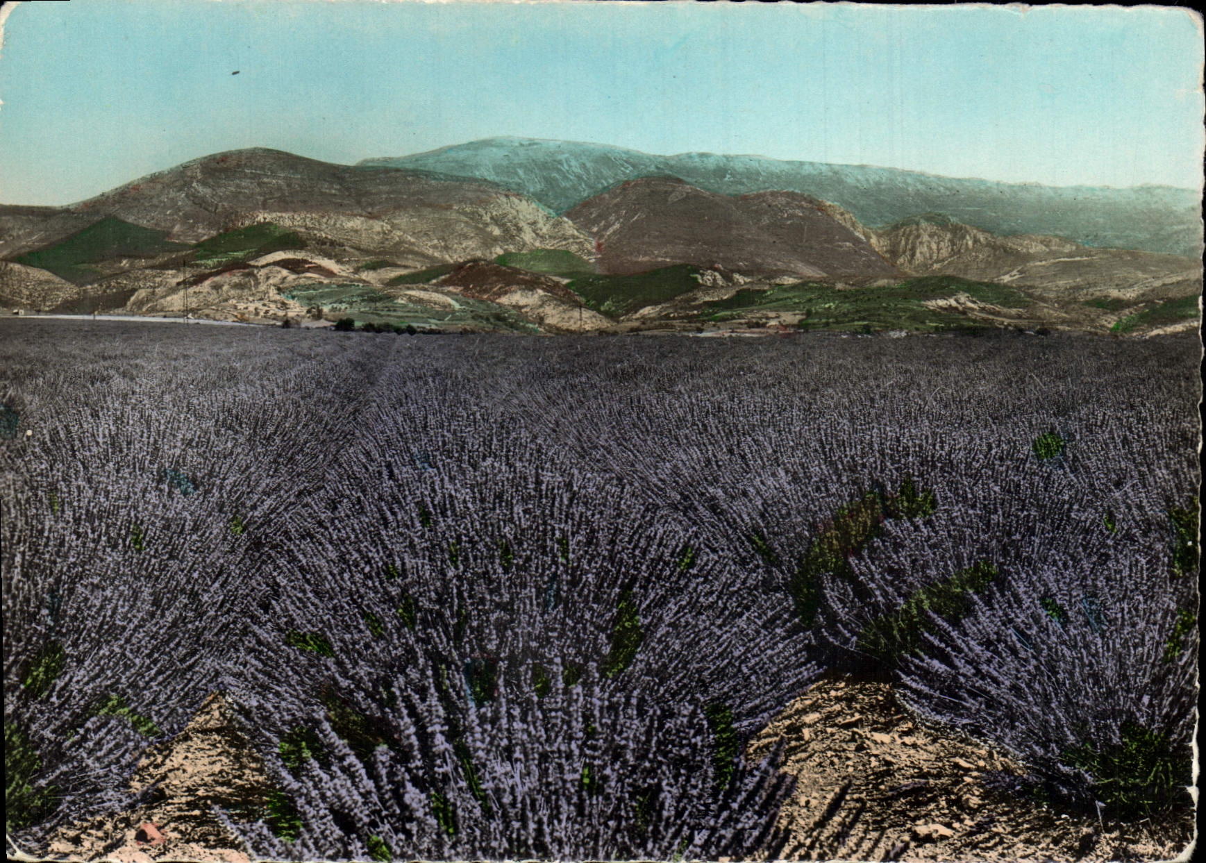 MODERN CARD Field Of Lavender