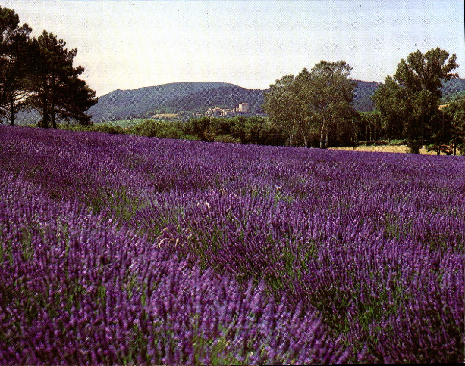 MODERN CARD Field Of Lavender In Provence