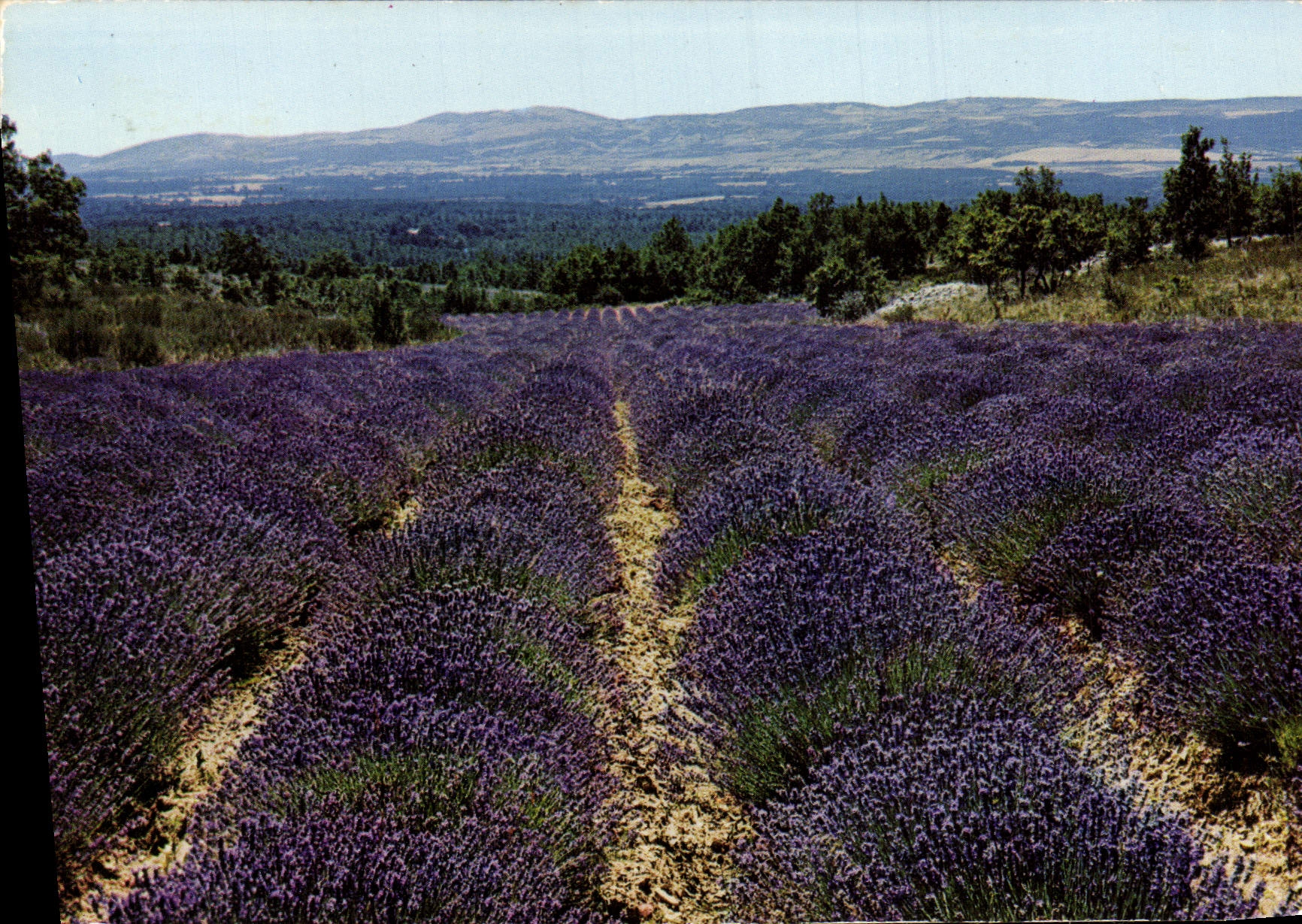 MODERN CARD Field Of Lavender