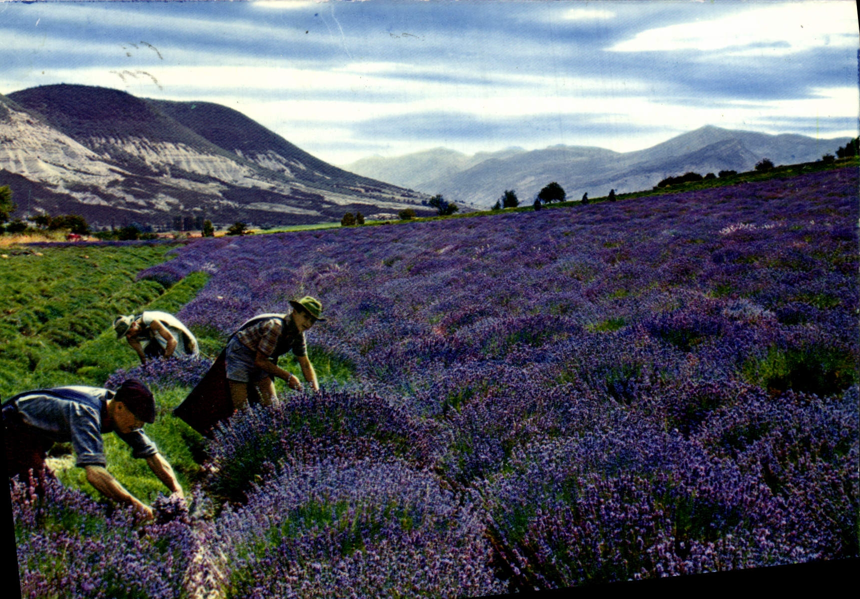 MODERN CARD Pick-ups Of Lavender