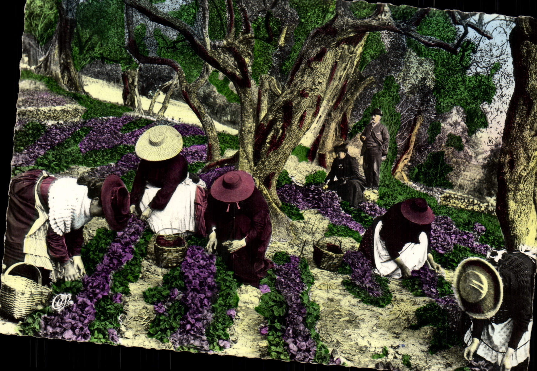 MODERN CARD the Dimension of Azure the Gathering Of the Violets