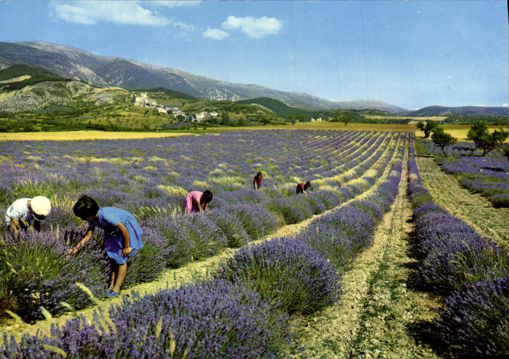 MODERN CARD Provence Embaumee Field Of Lavender