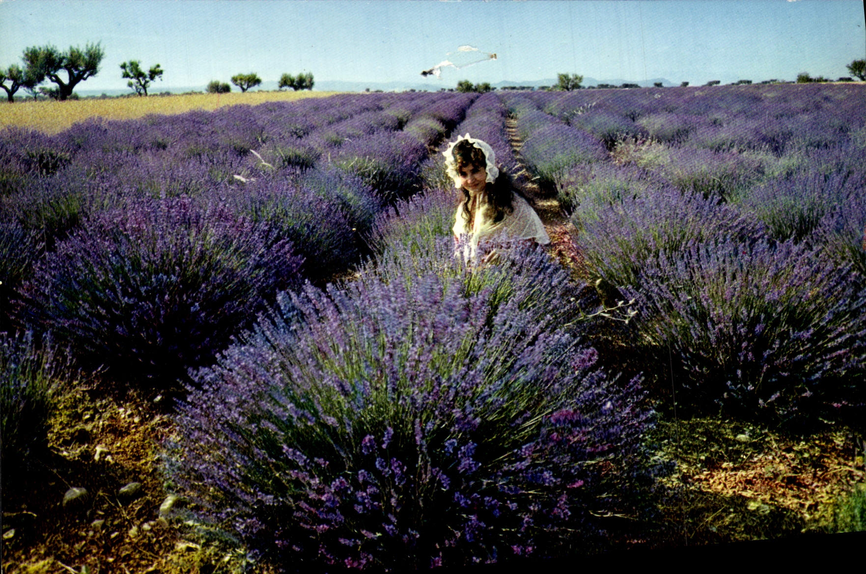 MODERN CARD Field Of Lavender