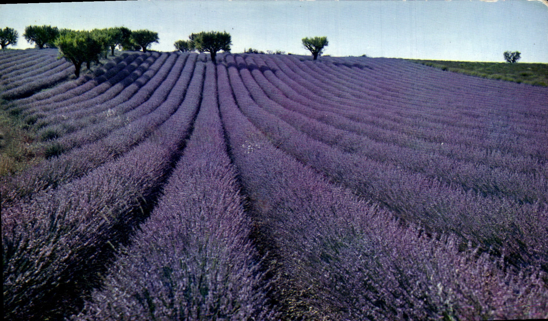 CPM Champ De Lavande Lavender Field