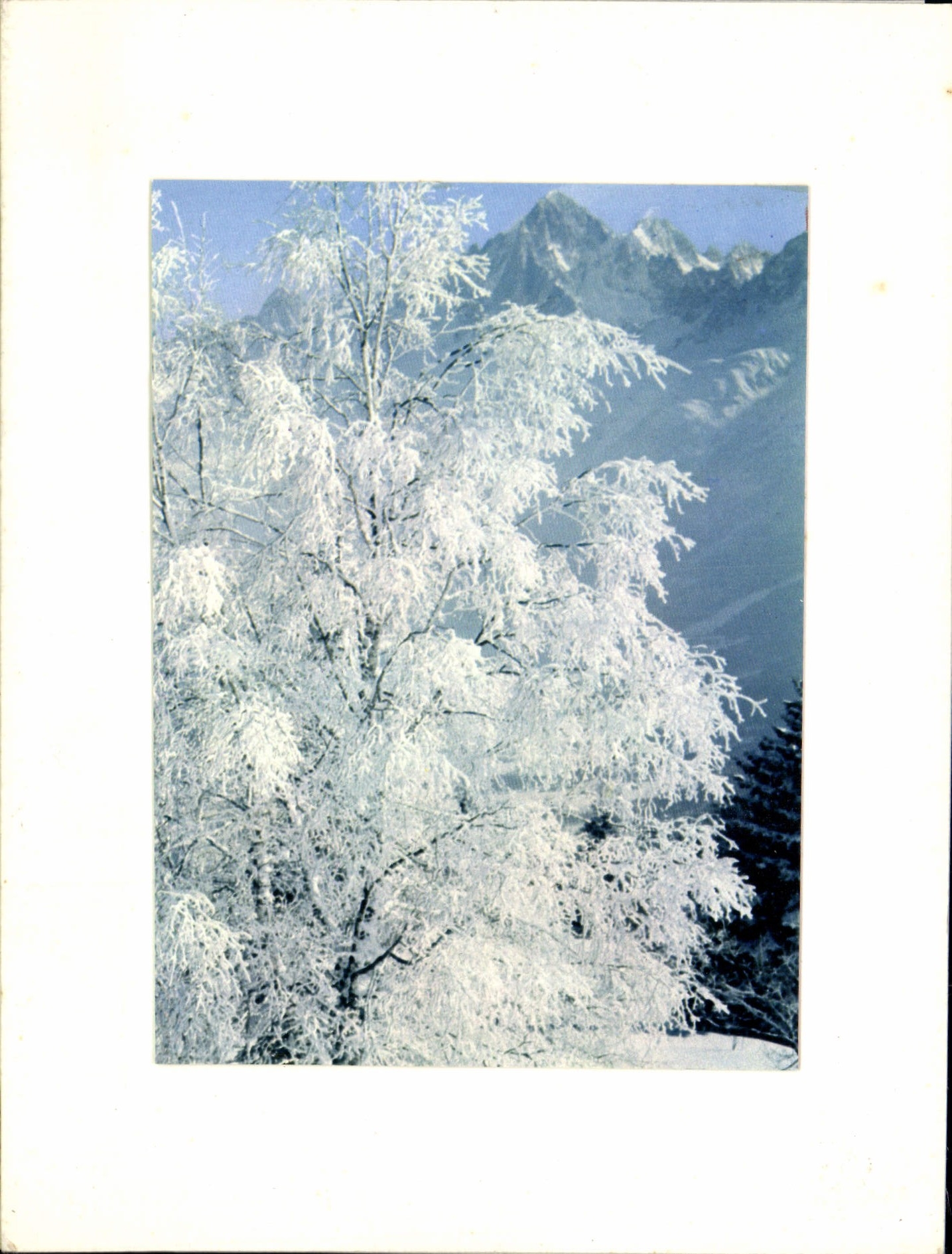 CPM Arbres Montagne sous la neige