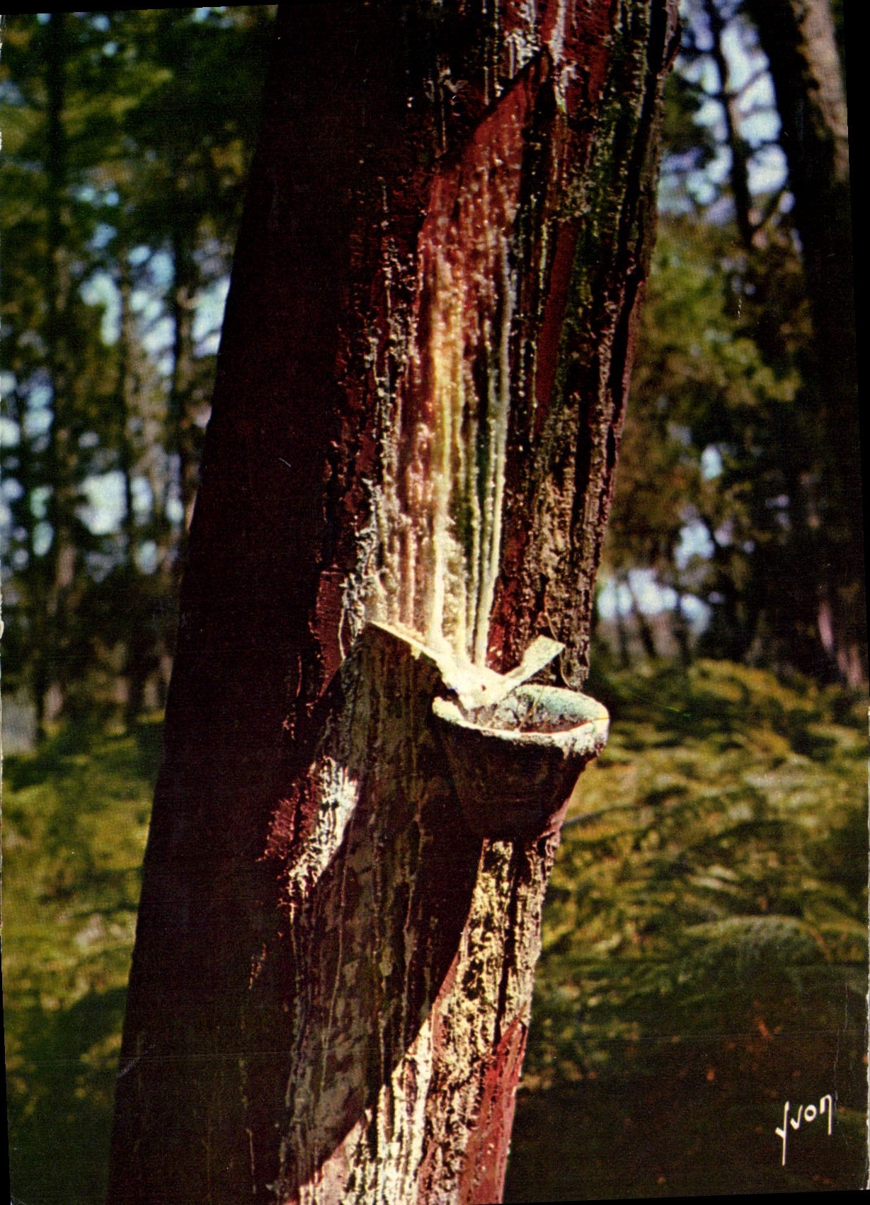 MODERN CARD Colors And Light Of France Beautiful drills of the Western South Pine in gemmage