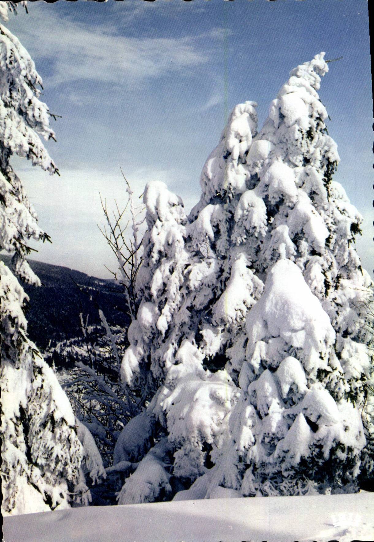 CPM Paysage De Lest Sapins sous la neige