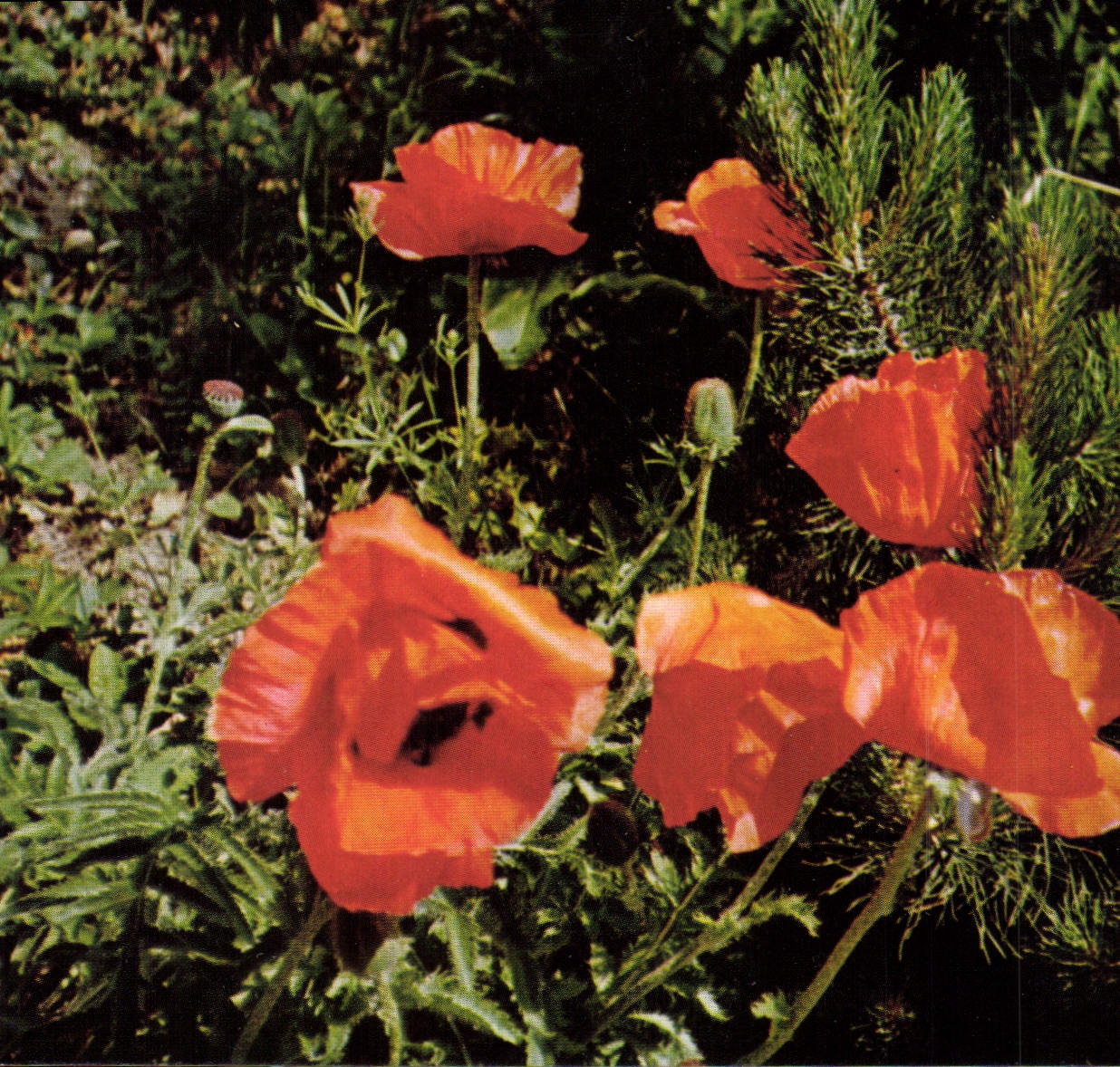 CPM Coquelicot Fleur