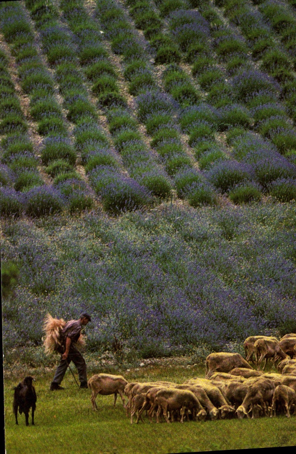 MODERN CARD Shepherd Sheep