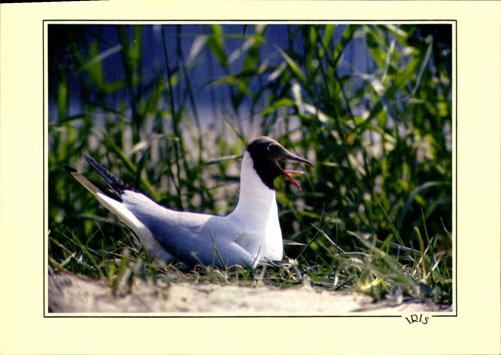 MODERN CARD Reflections Of the Seaside Black-headed gull Bird