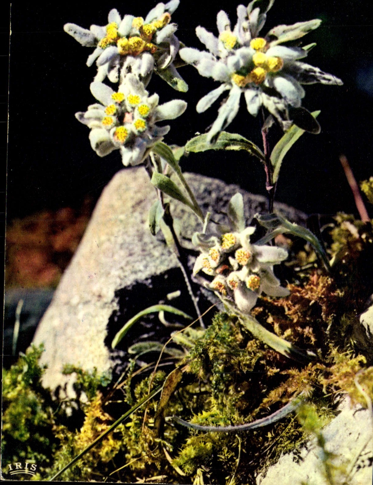 CPM Flore De Montagne Edelweiss Leontopodium Alpine